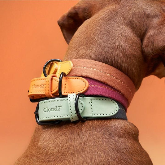 Why Quality Pet Accessories Matter for Your Pet’s Health – Pet Cart Guide